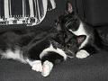 Spike & Zoey 25 oktober 2008 (2)